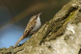 Pełzacz leśny - Certhia familiaris - Eurasian Treecreeper