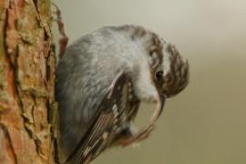 Pełzacz ogrodowy - Certhia brachydactyla - Short-toed Treecreeper