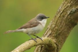 Piegża - Sylvia curruca - Lesser Whitethroat