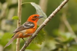 Piranga ognista - Piranga bidentata - Flame-colored Tanager