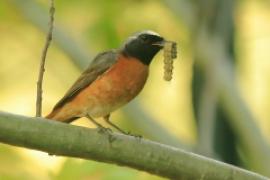 Pleszka - Phoenicurus phoenicurus - Common Redstart