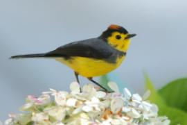 Pleszówka przepasana - Myioborus torquatus - Collared Redstart