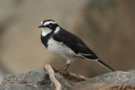 Pliszka srokata - Motacilla aguimp - African Wagtail