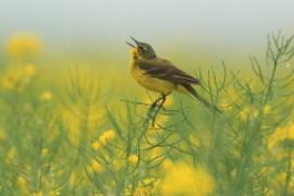 Pliszka żółta - Motacilla flava - Yellow Wagtail