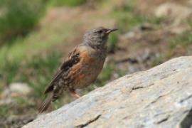 Płochacz halny - Prunella collaris - Alpine Accentor