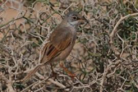 Pokrzewka okularowa - Curruca conspicillata - Spectacled Warbler