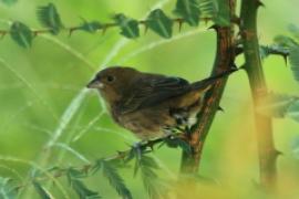 Polniczka - Volatinia jacarina - Blue-black Grassquit