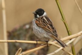 Potrzos - Emberiza schoeniclus - Common Reed Bunting