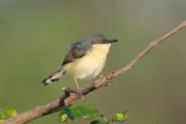 Prinia indyjska - Prinia socialis - Ashy Prinia