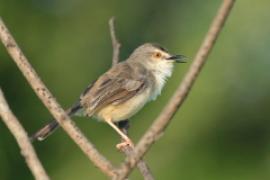 Prinia płowa - Prinia inornata - Plain Prinia