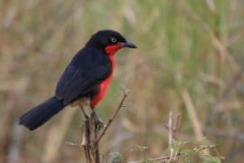 Dzierzyk czarnogłowy - Laniarius erythrogaster - Black-headed gonolek