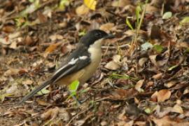 Dzierzyk rdzawobrzuchy - Laniarius ferrugineus - Southern Boubou