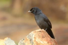 Dzierzyk stalowy - Laniarius funebris - Slate-coloured Boubou