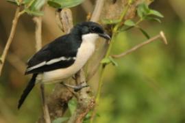 Dzierzyk zaroślowy - Laniarius aethiopicus - Tropical Boubou