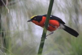 Dzierzyk papirusowy - Laniarius mufumbiri - Papyrus Gonolek