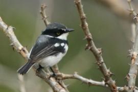 Krępnik czarnopierśny - Batis molitor - Chinspot Batis