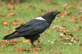 Kruk srokaty - Corvus albus - Pied Crow