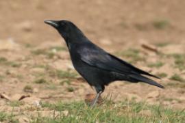 Czarnowron - Corvus corone - Carrion Crow