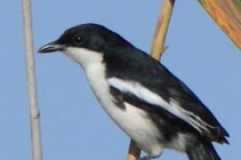 Dzierzyk dwubarwny - Laniarius bicolor - Swamp Boubou