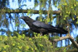 Kruk - Corvus corax - Common Raven