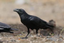 Kruk kusy - Corvus rhipidurus - Fan-tailed Raven