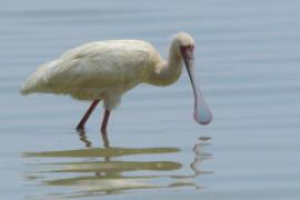 Warzęcha czerwonolica - Platalea alba - African Spoonbill