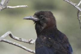 Wrona przylądkowa - Corvus capensis - Cape Crow
