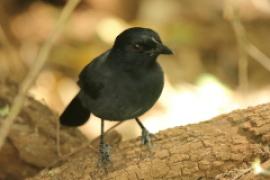 Mucharka lśniąca - Melaenornis pammelaina - Southern Black Flycatcher