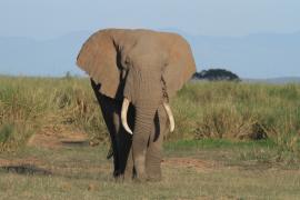 Słoń w Parku Narodowym Amboseli.