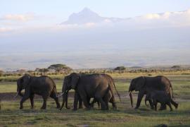 Słonie w Amboseli.
