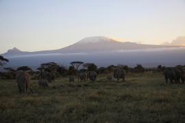 Słonie na tle Kilimandżaro.