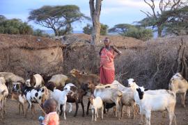Masajska wioska.