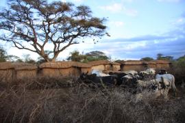Masajska wioska.