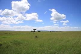 Park Masai Mara.