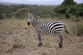 Zebra w Parku Narodowym Nairobi.