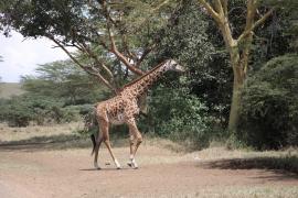 Żyrafa w Parku Narodowym Nairobi.