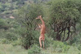 Gerenuk w Parku Samburu.
