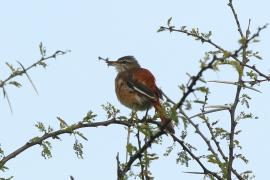 Drozdówka sawannowa - Cercotrichas hartlaubi - Brown-backed Scrub Robin