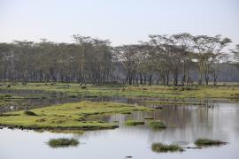 Park Narodowy Nakuru.