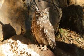 Puchacz plamisty - Bubo africanus - Spotted Eagle Owl