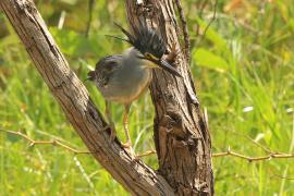 Czapla zielonawa - Butorides striata - Striated Heron