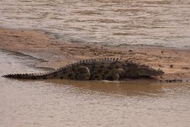 Krokodyl w rzece Mara.