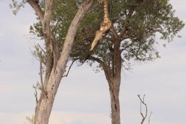 Szkielet gnu wciągniętej na drzewo przez lamparta.