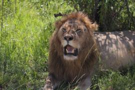 Samiec lwa w Parku Masai Mara.