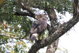 Gadożer białopręgi - Circaetus cinerascens - Western Banded Snake Eagle