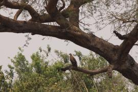 Palmojad - Gypohierax angolensis - Palm-nut Vulture