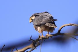 Raróg górski - Falco biarmicus - Lanner Falcon