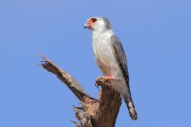 Sokolik czerwonooki - Polihierax semitorquatus - African Pygmy Falcon