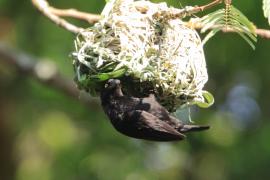 Wikłacz czarny - Malimbus nigerrimus - Vieillot's Weaver