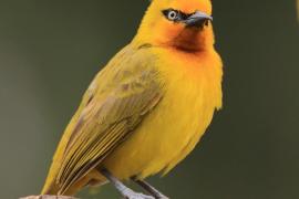Wikłacz okularowy - Malimbus ocularis - Spectacled Weaver